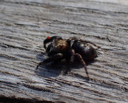 Evarcha arcuata